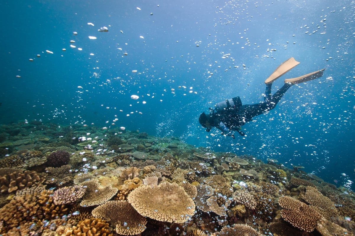 Underwater odyssey in the Philippines