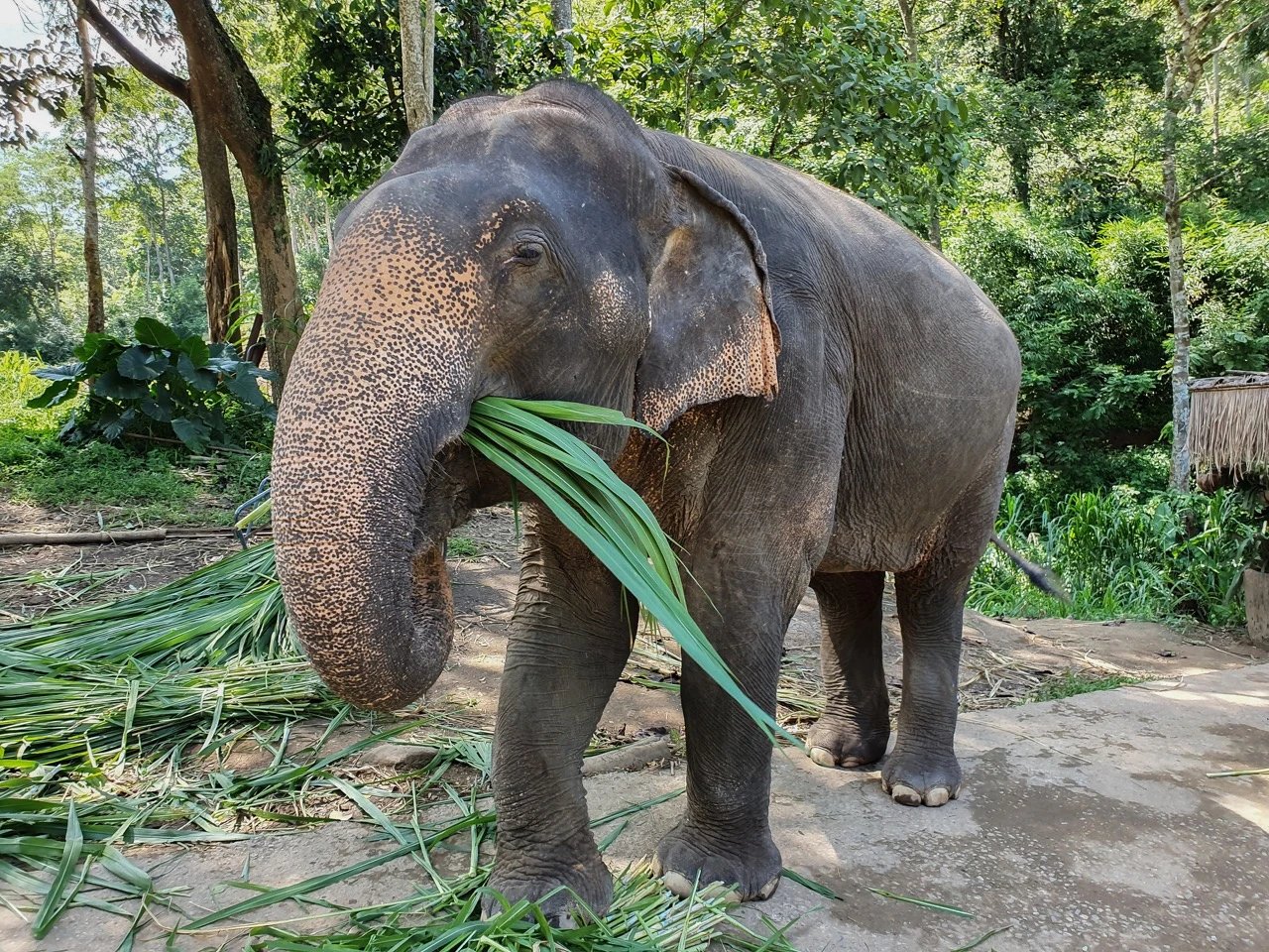 Thailand: family adventure and relaxation