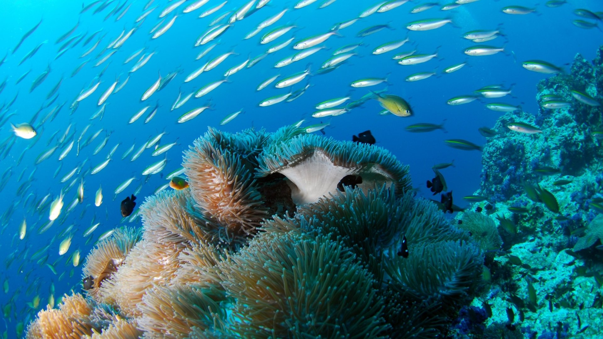 How to get your Open Water certification in Thailand