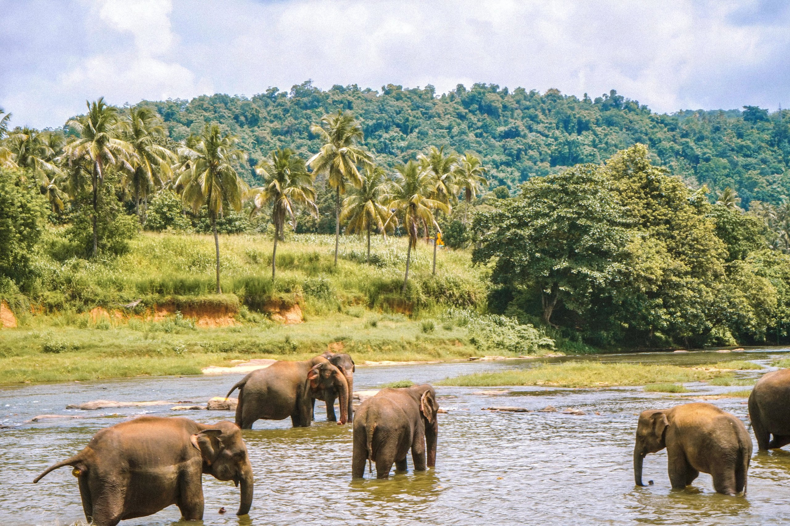 Éléphants en Thaïlande : où les voir de manière responsable et éthique