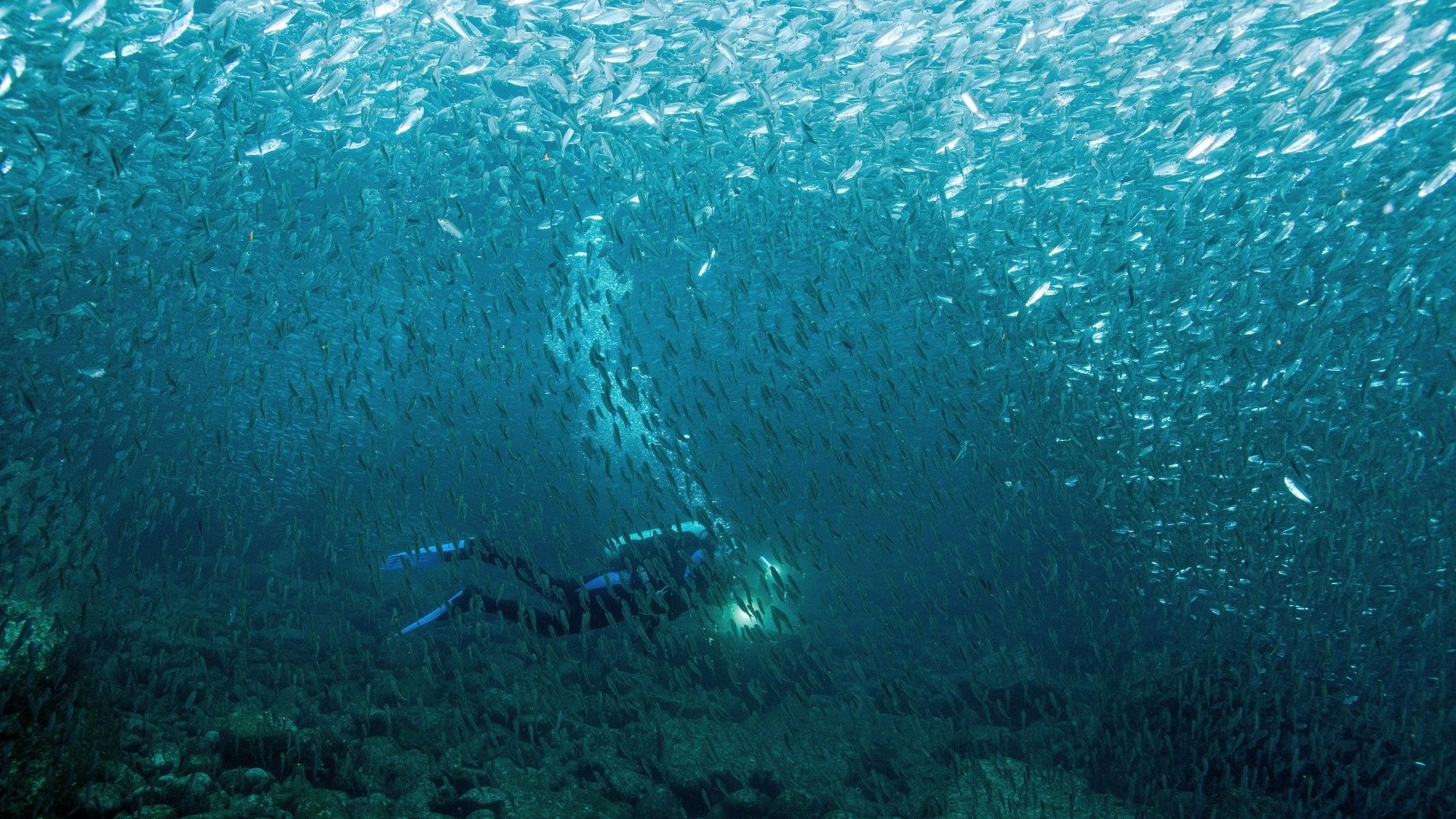 Where to dive in Southern Thailand? The 7 best diving spots to discover