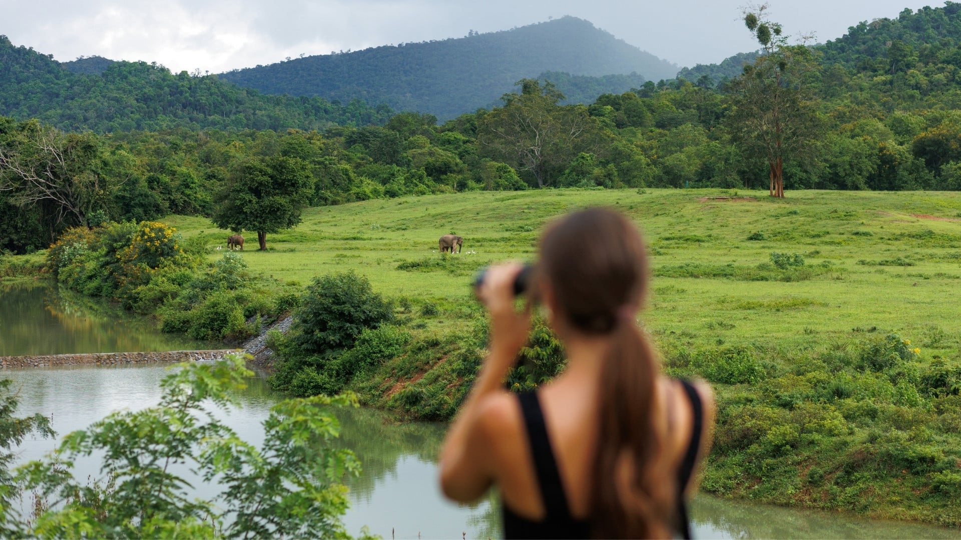 What animals can you see in Thailand? The complete guide