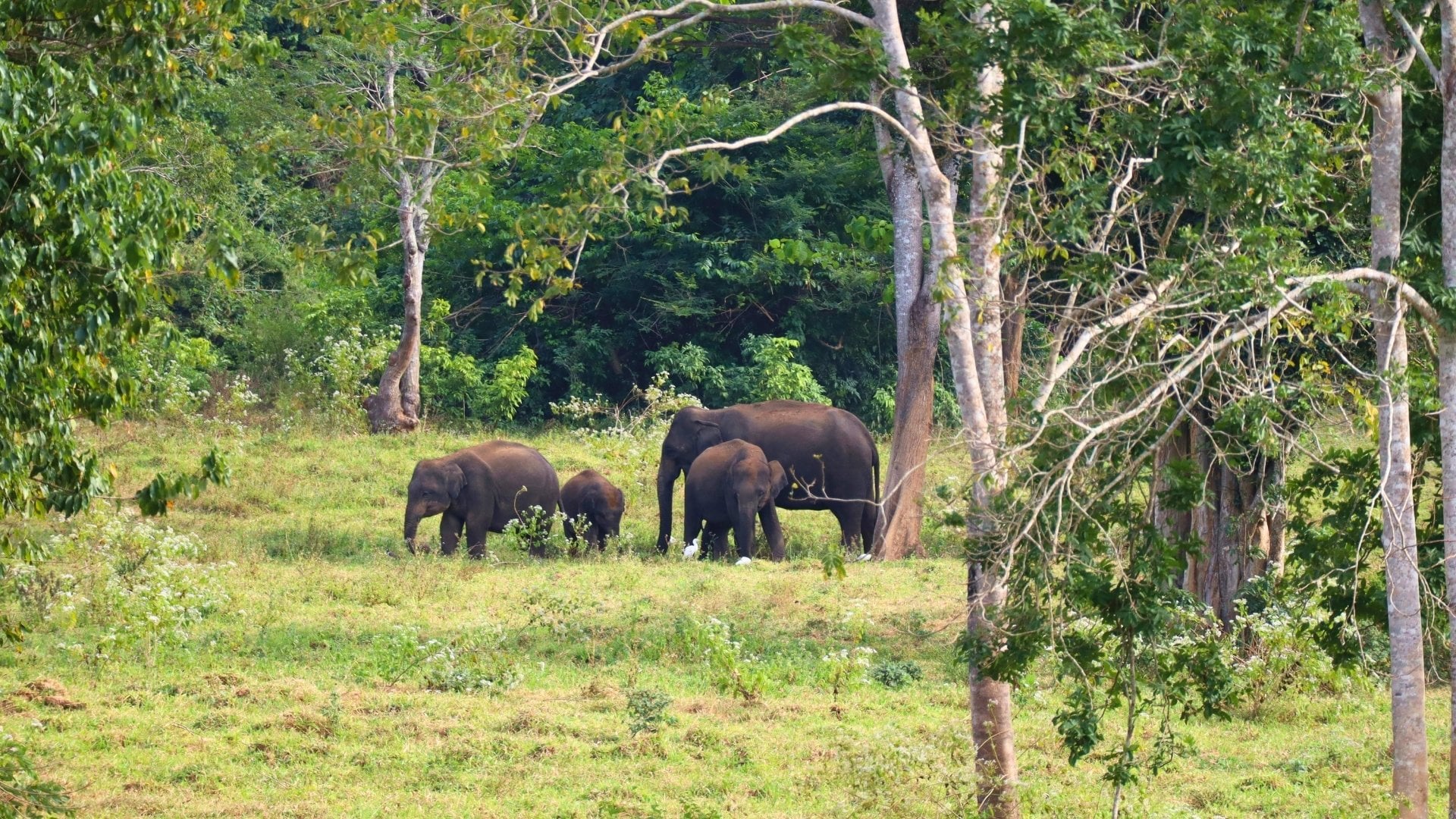 Quali animali si possono vedere in Thailandia? La guida completa
