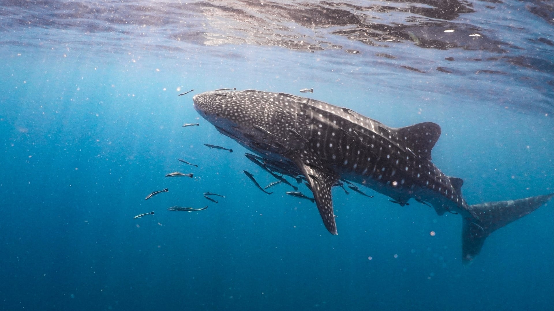 Whale Sharks in Thailand: where and when to see them?