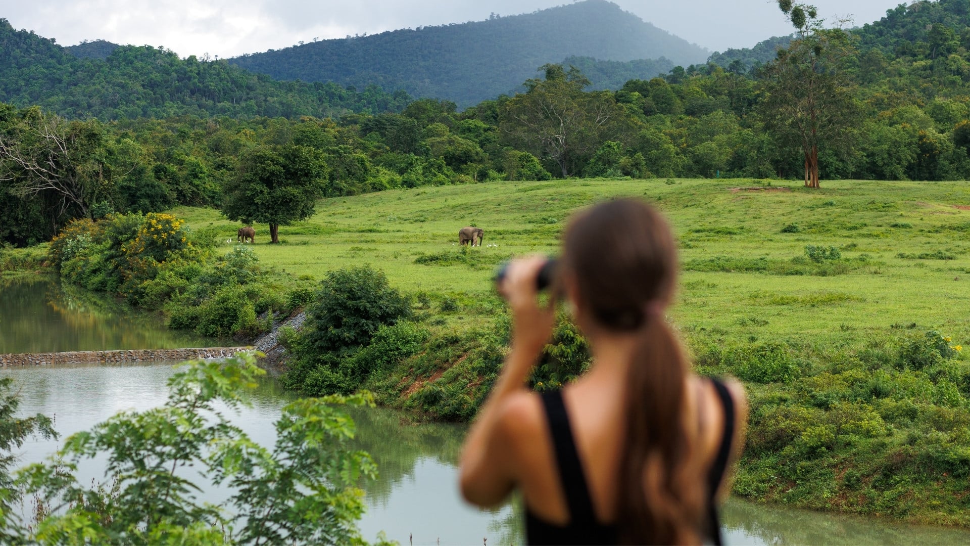 Safari at Kui Buri: the best national park to see wild elephants in Thailand