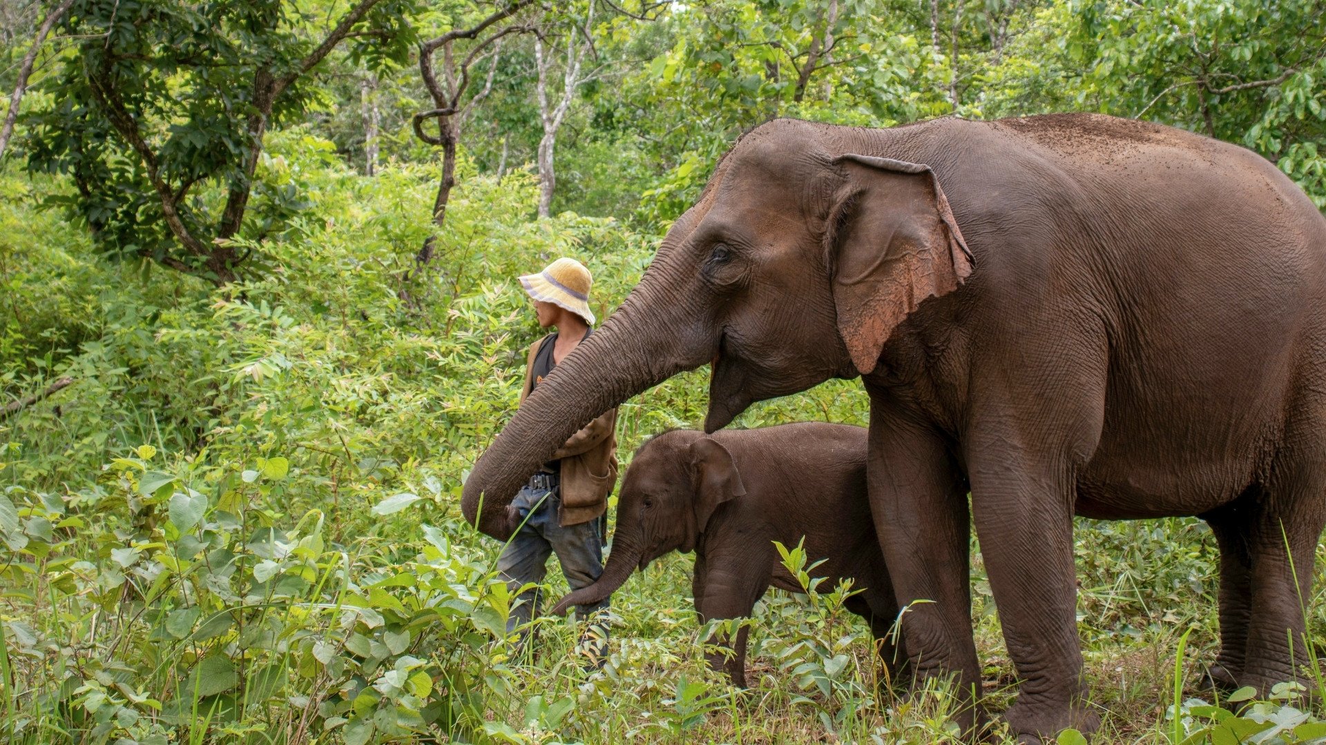 Ethical elephant sanctuaries in Thailand: how to choose the right one?