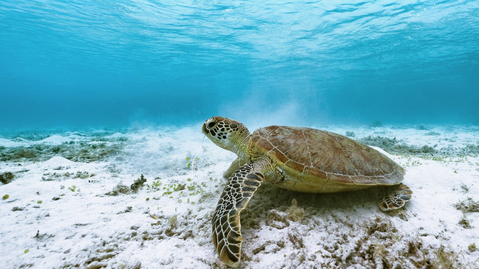 Sea turtles in Thailand: where and when to see them?