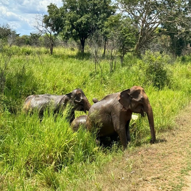 We are a family of five adults, just back seven days ago from our fabulous trip to Sri Lanka, from May 1st to 13th, 2022. And what can we say about the Sri Lankans, such a smiling and helpful people! We felt completely safe throughout our stay.
The hotels selected were beautiful, and we discovered and admired an incredible wildlife and flora, indescribable in both its vastness and splendor.
Many thanks to Odasie, to Vincent, Stéphane, and Lakshan.