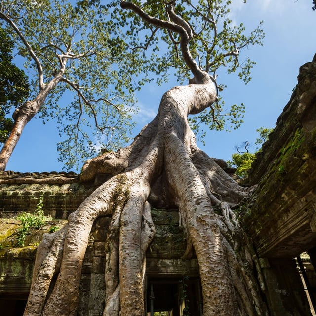 Merci à Odasie pour l'organisation de ce merveilleux voyage d'un mois en Thaïlande avec trois jours au Cambodge. Les activités étaient toutes intéressantes et nous ont permis de vivre des choses authentiques avec des guide sympathiques et instruits. Les hébergements étaient tous très beaux et confortables, les transports absolument parfaits eux aussi. Nous n'avions encore jamais voyagé dans de telles conditions! L'app Odasie+ est bien conçue et utile pour trouver des conseils de lieux sur place.